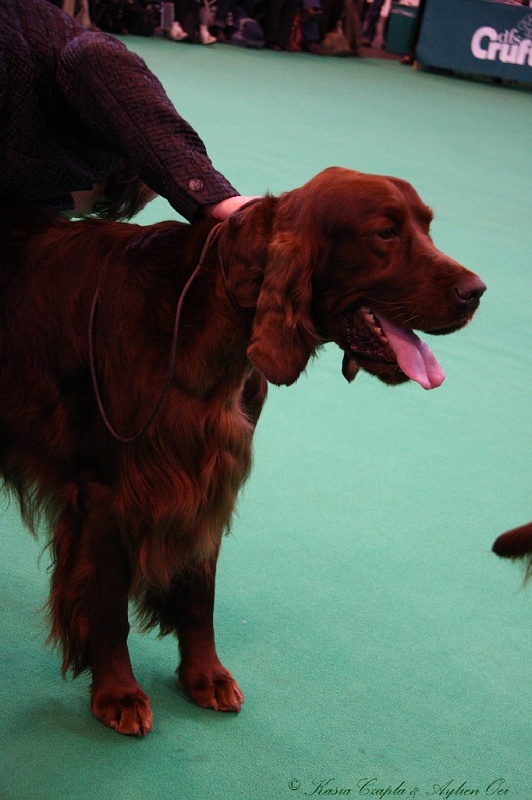 Crufts2011 693.jpg